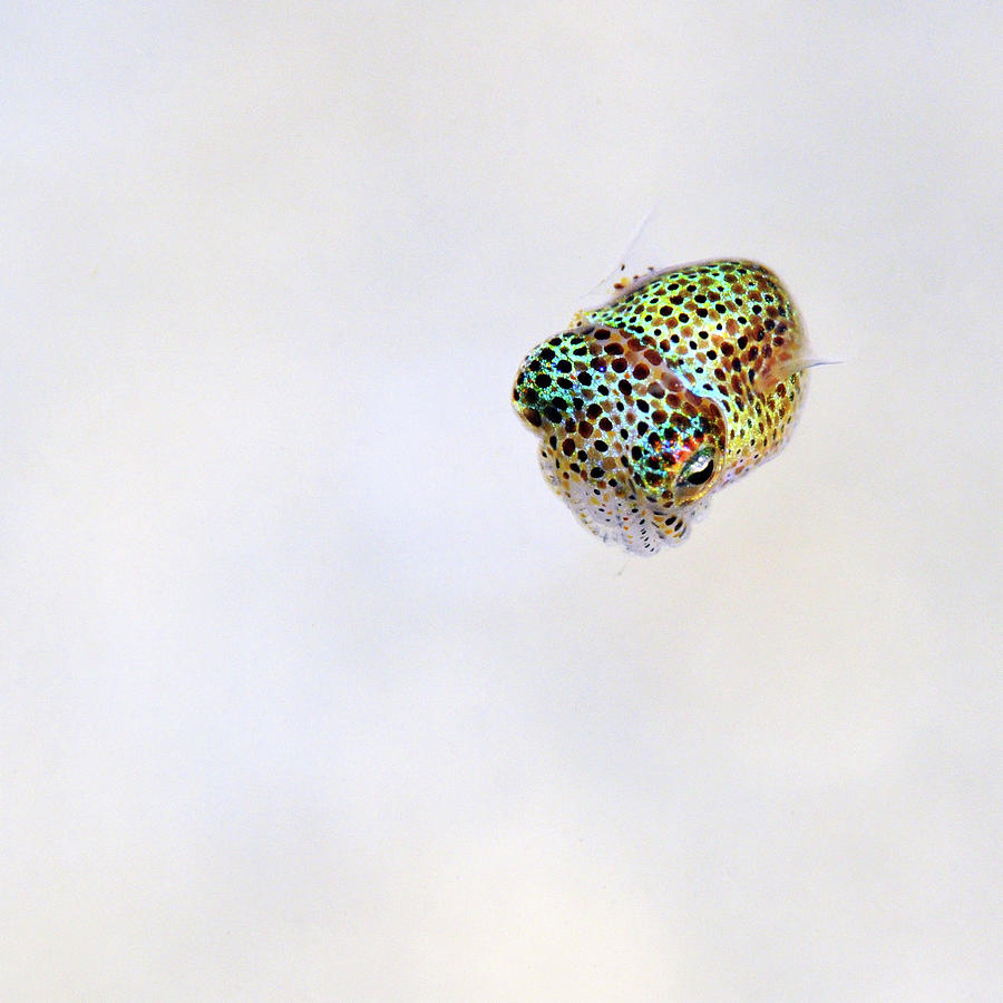 Bobtail squid Photograph by Artesub