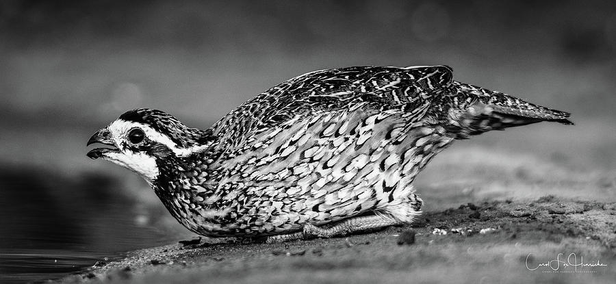 Northern Bobwhite Photograph - Bobwhite in Black and White by Carol Fox Henrichs Northern Bobwhite Photograph - Bobwhite in Black and White by Carol Fox Henrichs