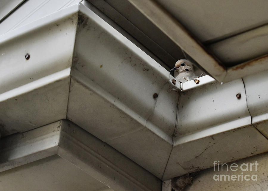 Baby Dove In A Gutter Photograph by Ron Long