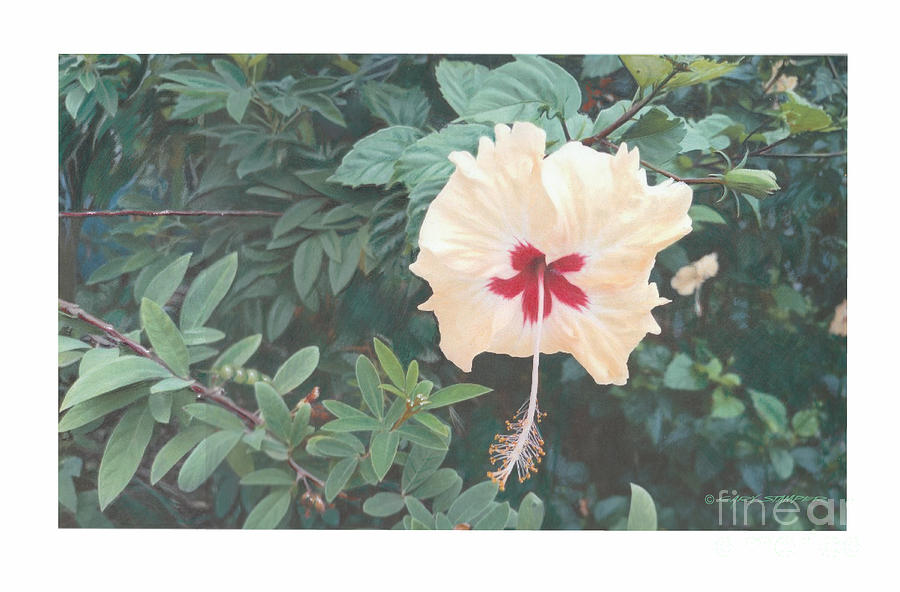Jungle Drawing - Bocas Hibiscus by Gary Stamper