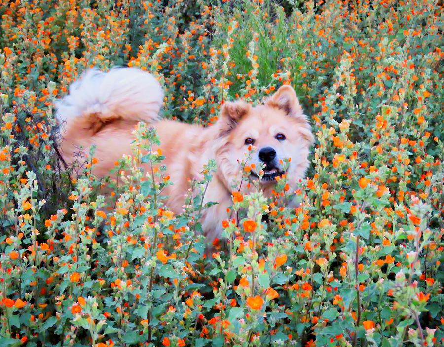 Bodhi in the Globemallows Photograph by Judy Kennedy