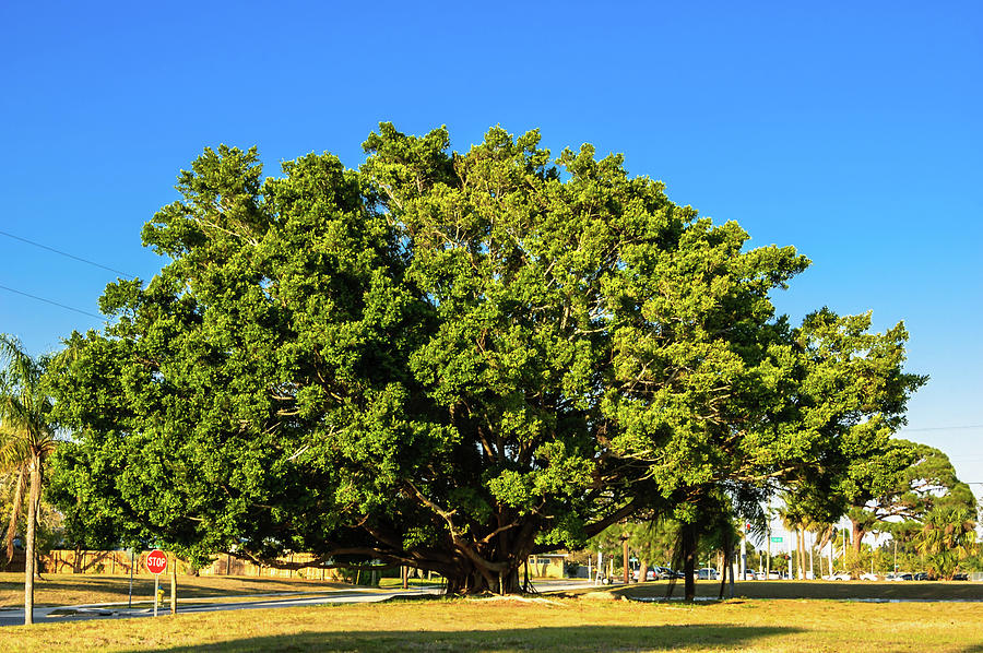 Bodhi Tree Photograph by Louis Dallara