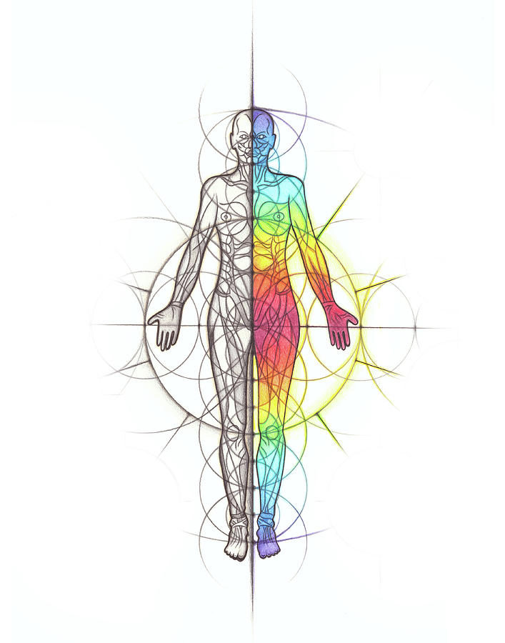 Body Anatomy Geometry Spectrum Drawing by Nathalie Strassburg