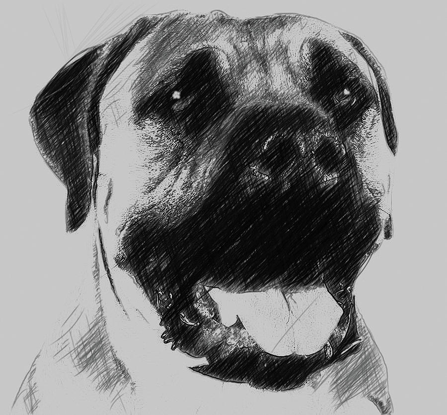 Boerboel Dog Digital Art by Bob Smerecki - Pixels