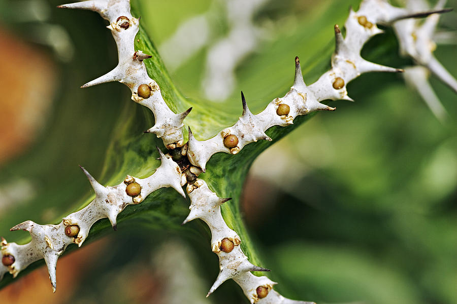 Boesmangifboom, Euphorbia avasmontana. Closeup of spines. Indigenous to the Nama karoo in South Africa. Photograph by Martin Harvey