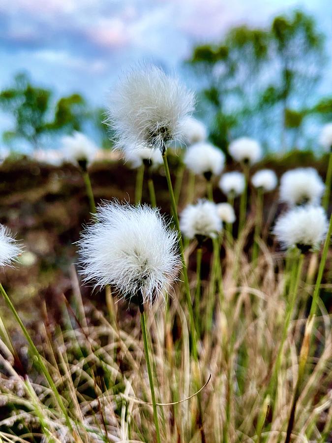 Bog Cotton Bud Photograph by Six Months Of Walking