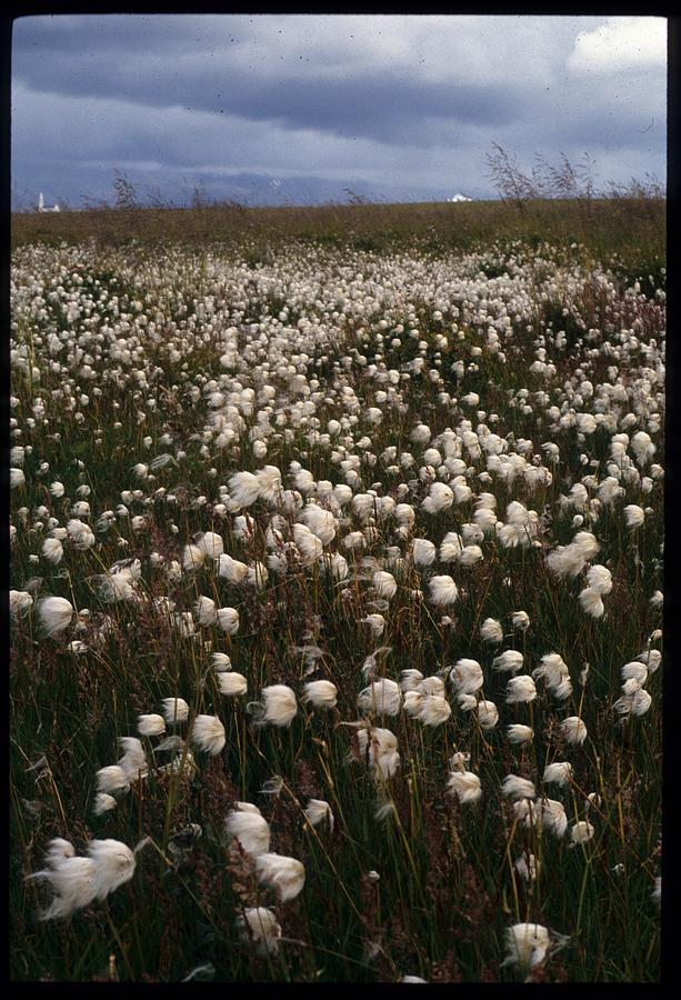 Bog cotton Photograph by Lisa Mutch