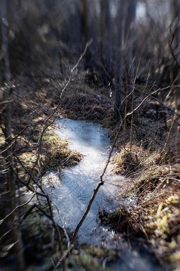 Bog in Sunlight Photograph by Kimberly Mackowski