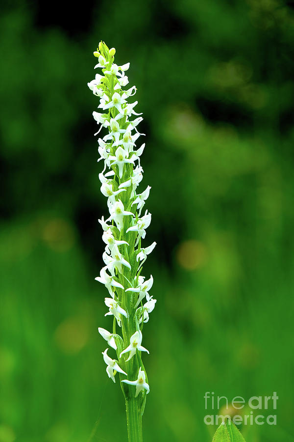 Bog Orchid Photograph by Emily Caldwell Bog Orchid Photograph by Emily Caldwell