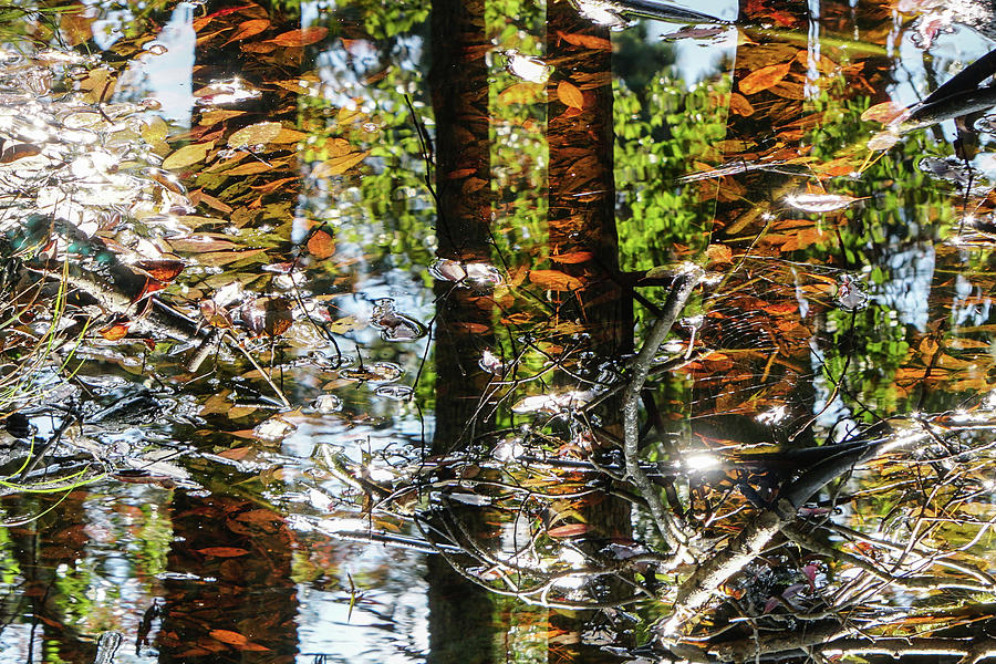 Bog Reflections Horizontal Photograph by Tana Reiff