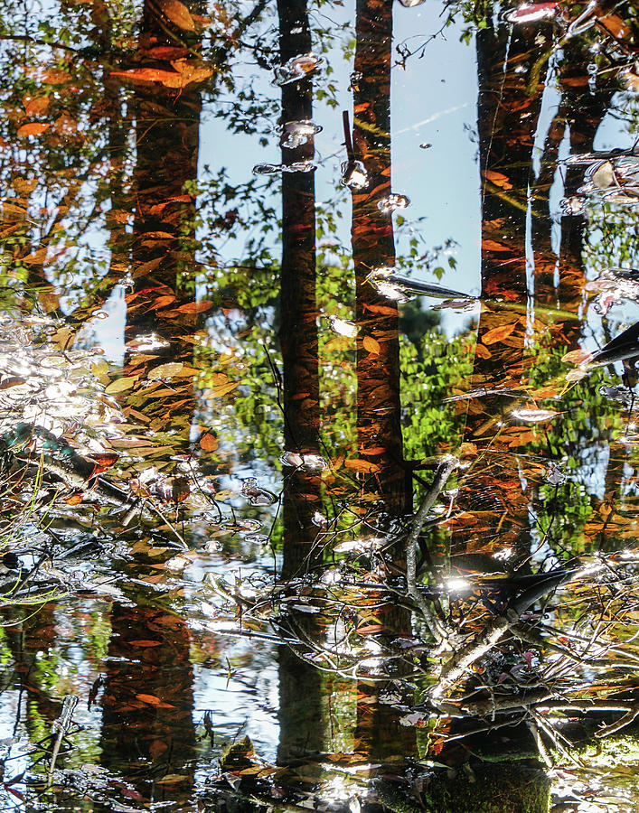 Bog Reflections Vertical Photograph by Tana Reiff
