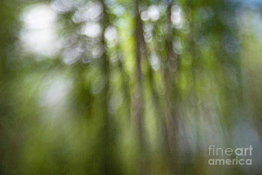 Bohek Forest Photograph by Priska Wettstein