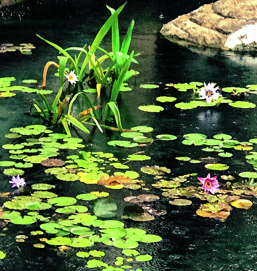 Rain on the Lily Pad Photograph by Miranda Williams - Fine Art America