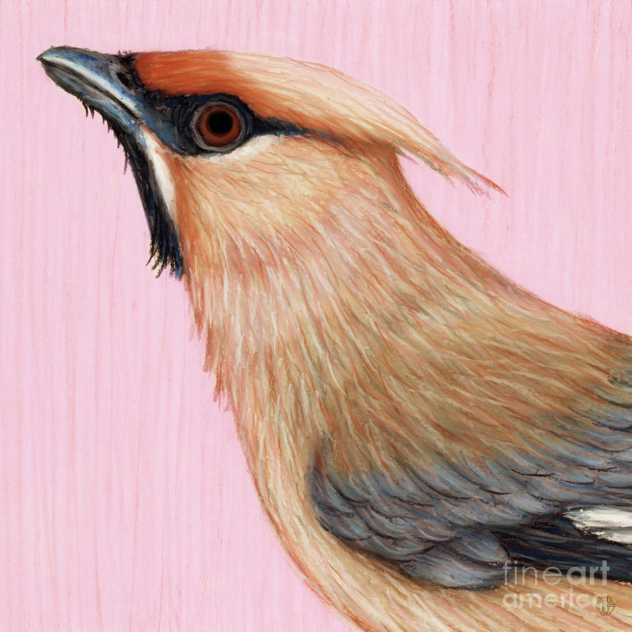 Bohemian Waxwing  Painting by Amy E Fraser