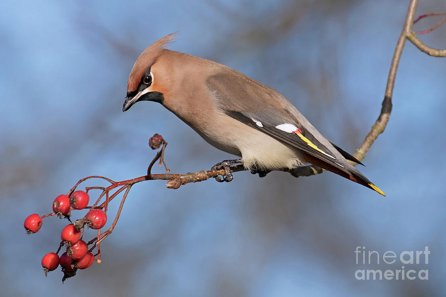 Bohemian Waxwing Photograph by Arterra Picture Library