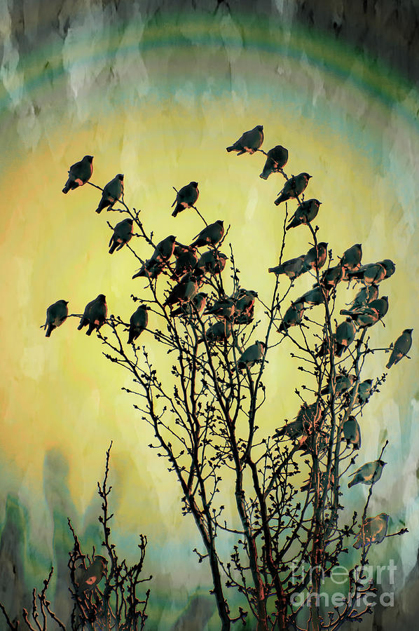 Bohemian Waxwings Migrate In The Spring Photograph by Al Bourassa