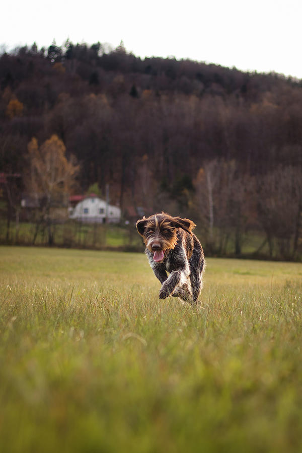 Bohemian wire dog Photograph by Vaclav Sonnek