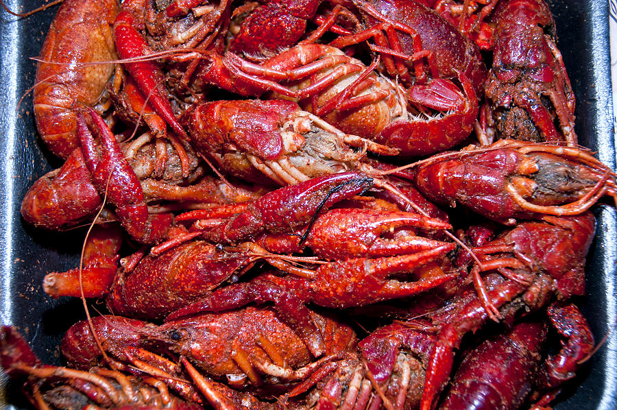 Boiled Crawfish in Pan Photograph by M Timothy OKeefe