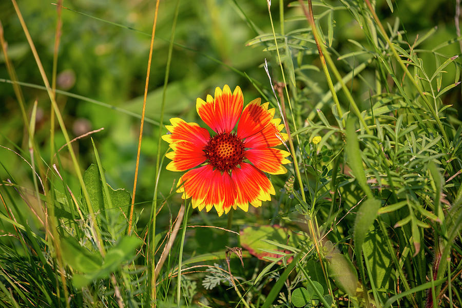 Boise Indian Blanket Flower Photograph by Dart Humeston
