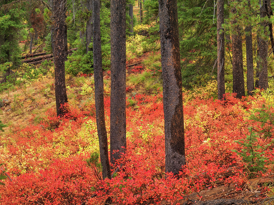 Boise National Forest Autumn Idaho Photograph by Leland D Howard