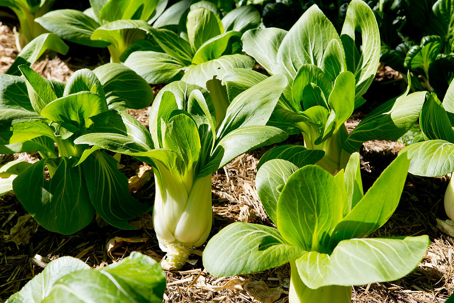 Bok Choy growing in vegetable garden Photograph by CreativeFire