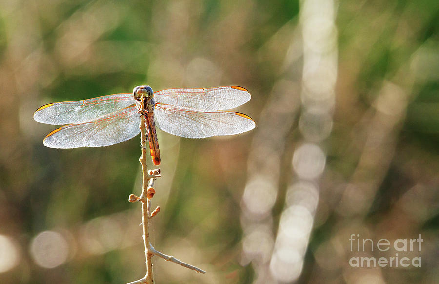 Bokeh and Dragonfly  Photograph by Ruth Jolly