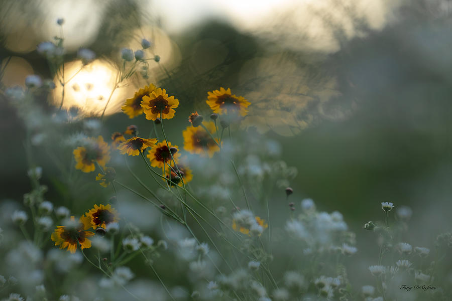 Bokeh and wildflowers Photograph by Tony DiStefano