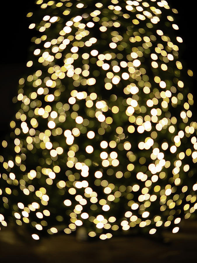 Bokeh Christmas Tree in Wayzata Photograph by Andrew Jenks Fine Art