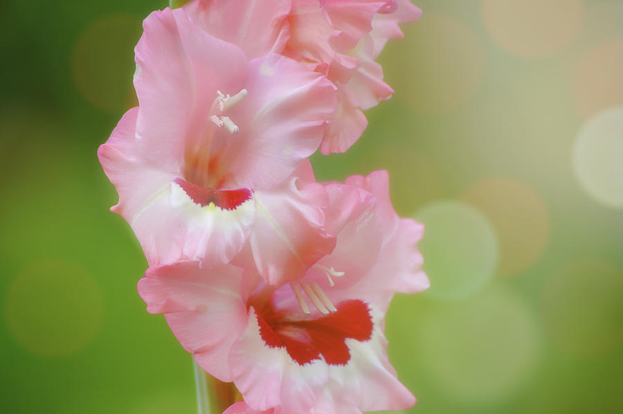 Bokeh Gladiolus Flowers In Sunlight Photograph