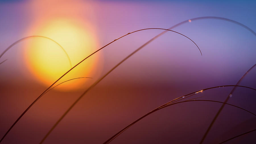 Bokeh Sunrise Photograph by David Downs