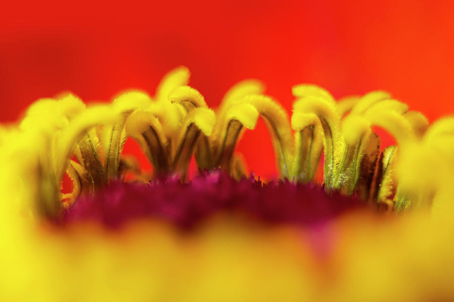 Bold Abstract Colors Center of a Flower Photograph by Sandra Js