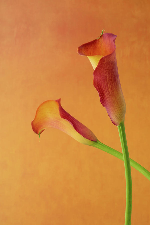 Bold and Beautiful Calla Lilies Photograph by Tina Horne
