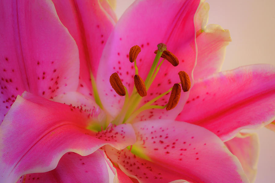 Bold and Pink Oriental Lilies 3 Photograph by Lindsay Thomson