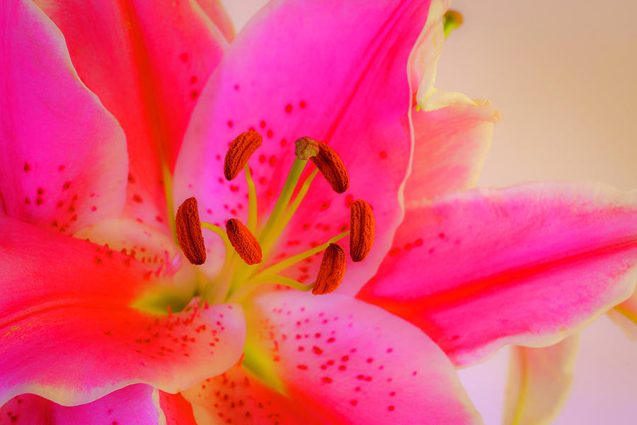 Bold and Pink Oriental Lilies 4 Photograph by Lindsay Thomson