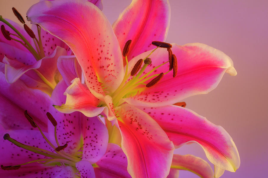 Bold and Pink Oriental Lilies 5 Photograph by Lindsay Thomson