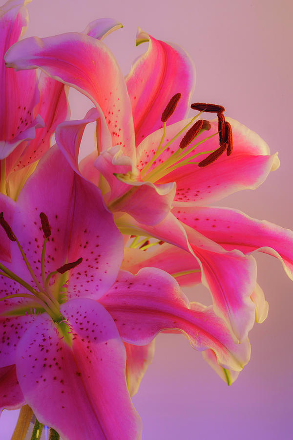 Bold and Pink Oriental Lilies 6 Photograph by Lindsay Thomson