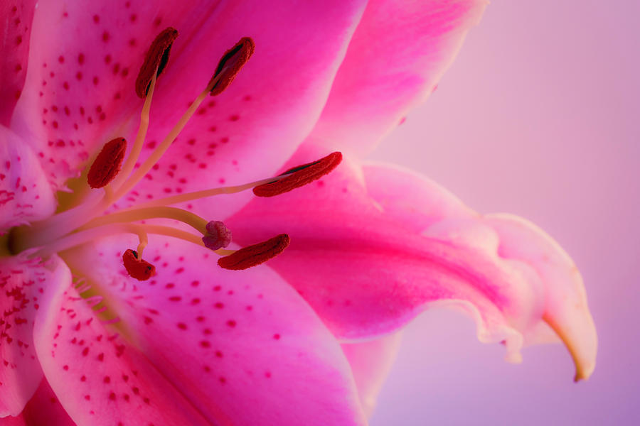 Bold and Pink Oriental Lilies Photograph by Lindsay Thomson