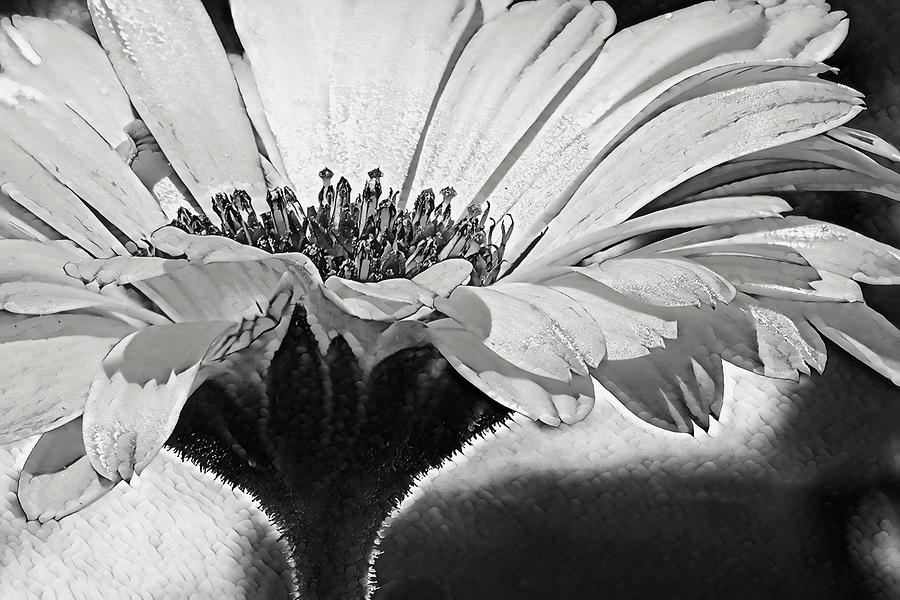 Bold Black and White Calendula I Digital Art by Marianne Campolongo