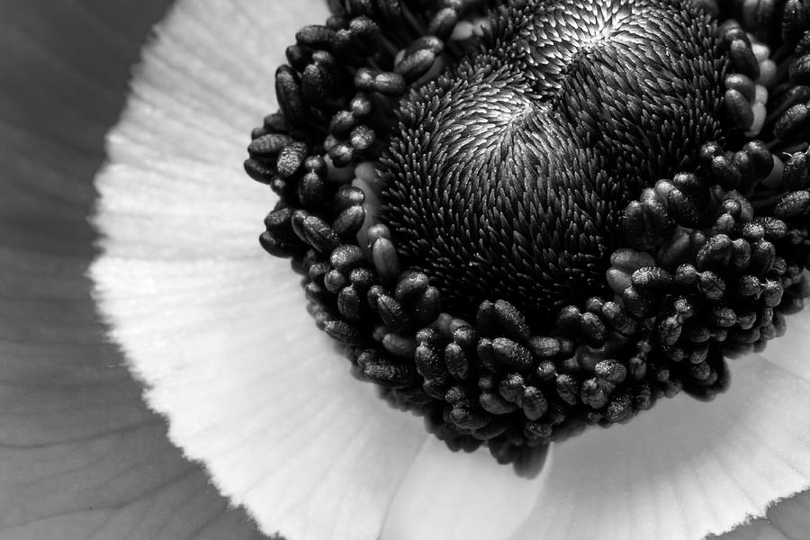 Bold Black and White Poppy Photograph by HB Lee - Fine Art America