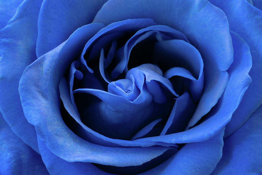 Bold Blue Rose Photograph by Tina Horne