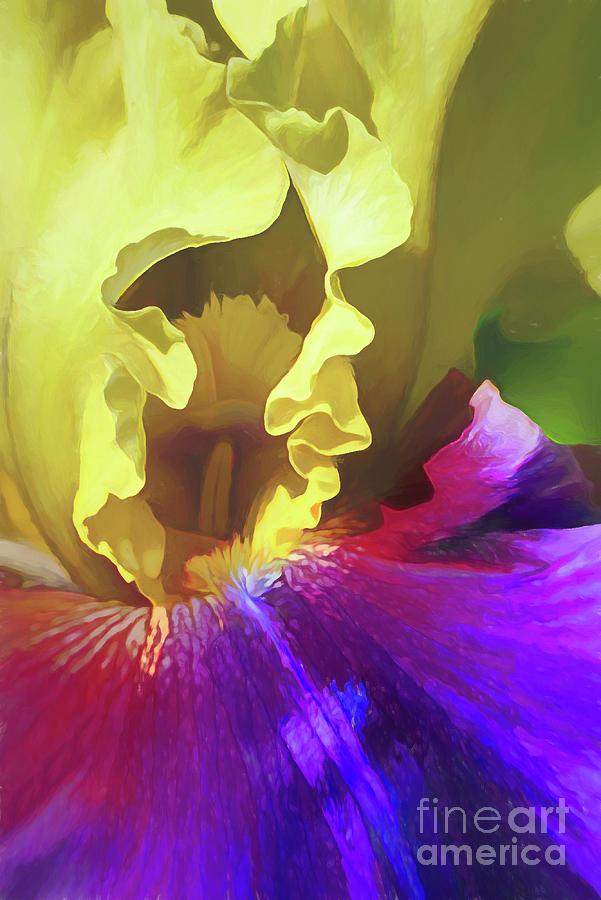 Iris Photograph - Bold Colors by Amy Dundon