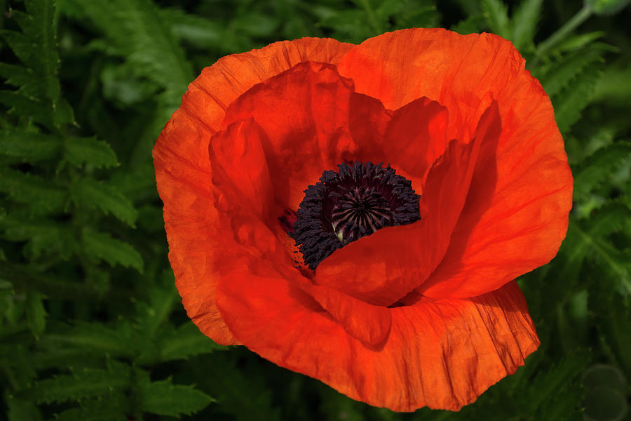 Bold Photograph - Bold Crushed Silk - Big and Beautiful Red Poppy by Georgia Mizuleva