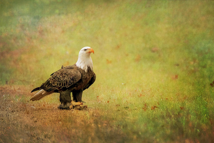 Bold Eagle Standing Tall Photograph by Patti Deters
