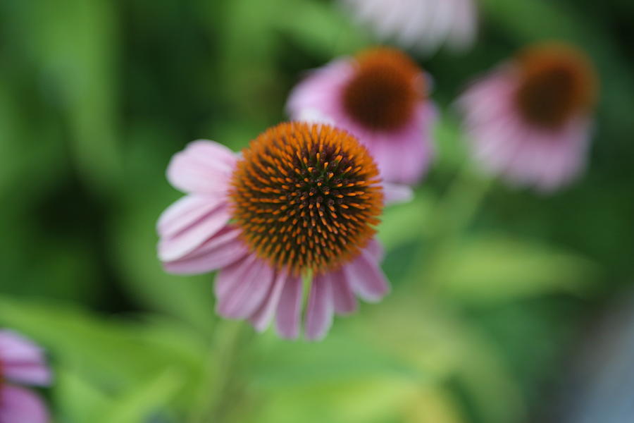 bold-flower-stigma-photograph-by-krista-sidwell-fine-art-america