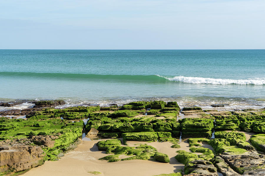 Bold Green Seaweed - Low Tide at Praia da Luz Gold Coast Algarve Portugal Photograph by Georgia Mizuleva
