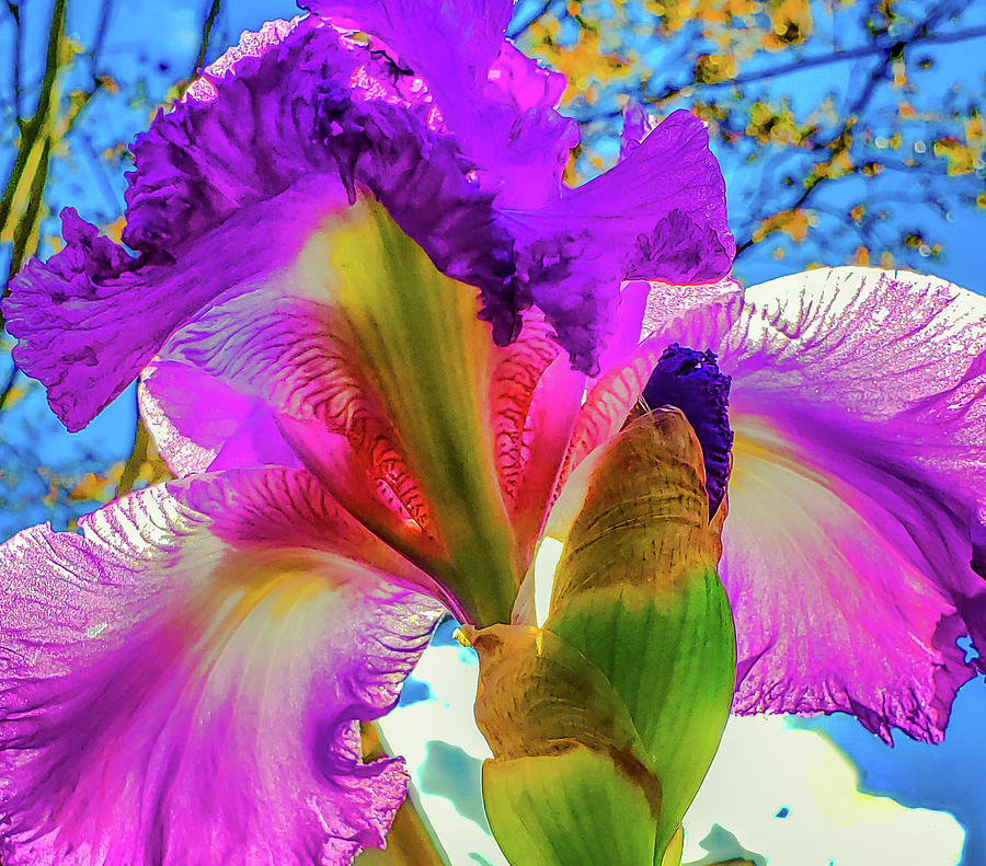 Bold Iris Photograph by Jim Moore