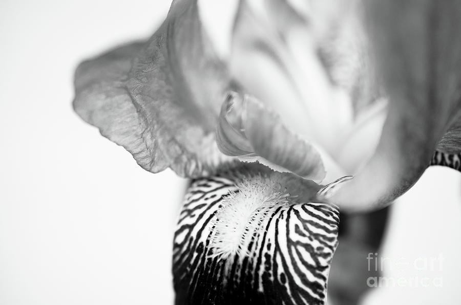 Bold Iris on White Black and White Botanical / Nature / Floral Photograph Photograph by PIPA Fine Art - Simply Solid