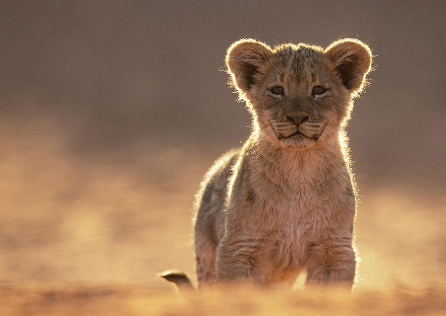 Bold Lion Cub Photograph by Max Waugh