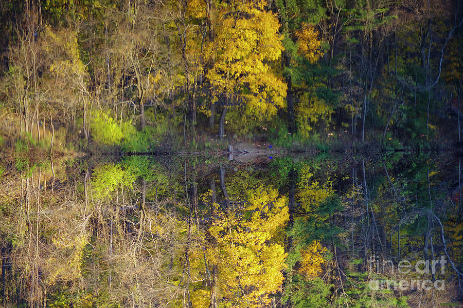 Bold Nature Symmetry Photograph By Fem Entangled Fine Art America