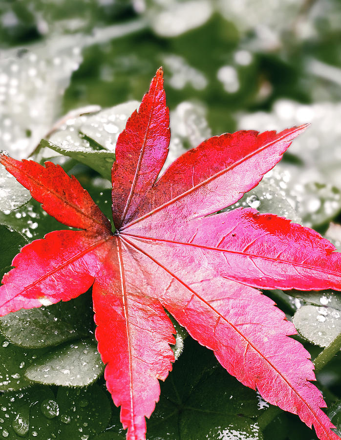 Bold Red Photograph by Lizzy Douglas